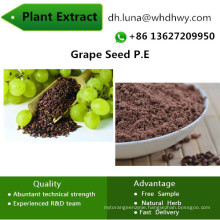 95% China Health Food Raw Materials Procyanidins/Grape Seed P. E
